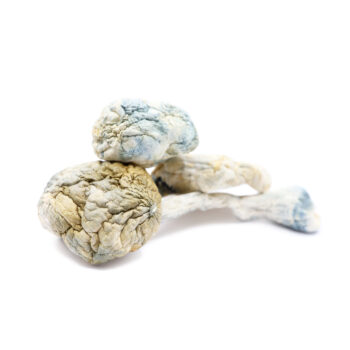 Alien Bubbles Magic Mushrooms, Alien Bubbles Mushrooms, Alien Bubbles shrooms, magic shrooms for sale, buy magic shrooms, magic mushroom for sale