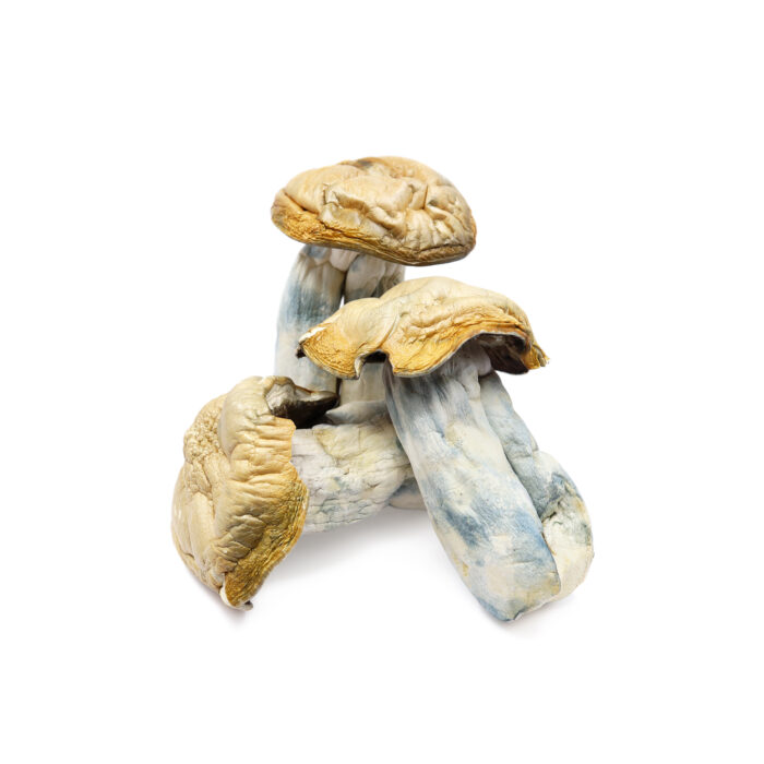 Hillbilly Magic Mushrooms, Hillbilly Mushrooms, magic shrooms, psilocybin mushroom spores for sale, psilocybin mushroom chocolate bar