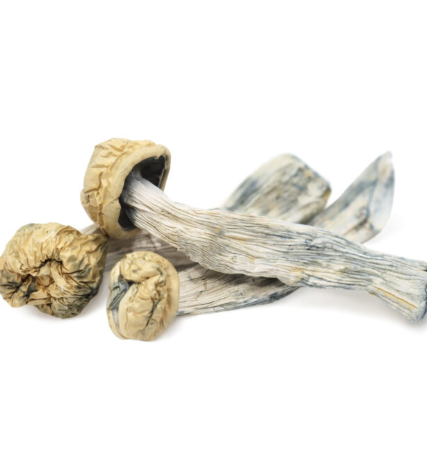 Magic Mushroom