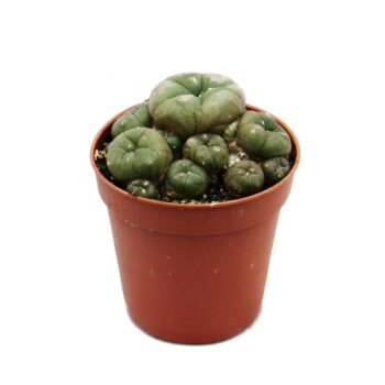 Lophophora Williamsii Cactus, buy peyote, peyote for sale, peyote, peyote for depression peyote cactus for sale, peyote seeds for sale, buy cactus