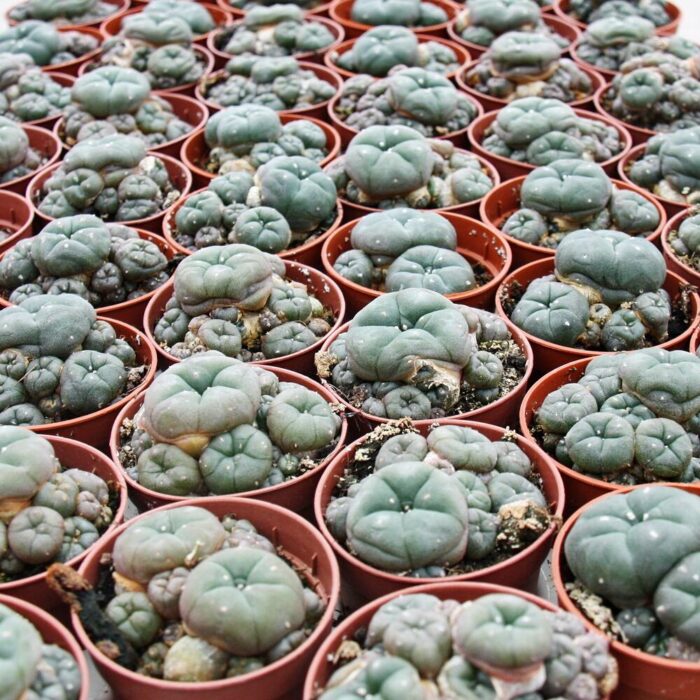 Lophophora Williamsii Cactus, buy peyote, peyote for sale, peyote, peyote for depression peyote cactus for sale, peyote seeds for sale, buy cactus